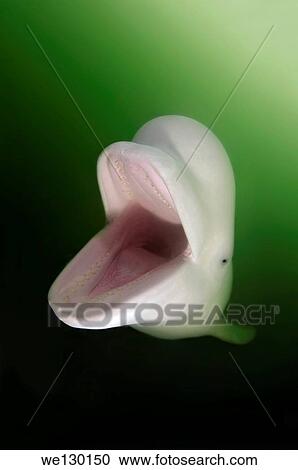 Beluga, White whale (Delphinapterus leucas) Japan sea, Far East, Primorsky Krai, Russian Federation. View Large Photo Image Stock Image - Beluga, White whale (Delphinapterus leucas) Japan sea, Far East, Primorsky Krai, Russian Federation.. Fotosearch