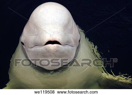 Beluga, White whale Delphinapterus leucas, White Sea, Karelia, north Russia, Arctic View Large Photo Image Stock Photo - Beluga, White whale Delphinapterus leucas, White Sea, Karelia, north Russia, Arctic. Fotosearch