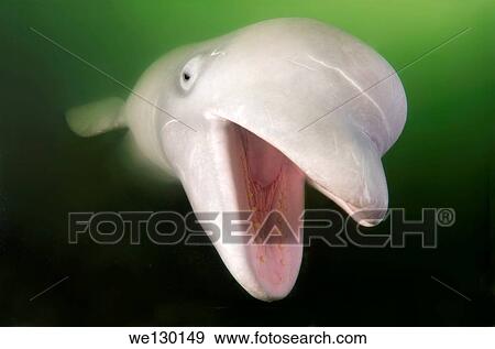 Stock Photo - Beluga, White whale (Delphinapterus leucas) Japan sea, Far East, Primorsky Krai, Russian Federation.. Fotosearch