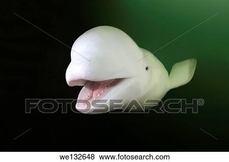 Stock Photo - Beluga, White whale (Delphinapterus leucas) Japan sea, Far East, Primorsky Krai, Russian Federation.. Fotosearch