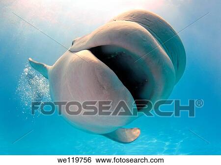 Beluga, White whale Delphinapterus leucas, Delphinarium, Odessa, Ukraine View Large Photo Image Stock Photograph - Beluga, White whale Delphinapterus leucas, Delphinarium, Odessa, Ukraine. Fotosearch