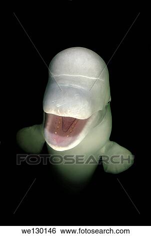 Beluga, White whale (Delphinapterus leucas) Japan sea, Far East, Primorsky Krai, Russian Federation. View Large Photo Image Stock Photograph - Beluga, White whale (Delphinapterus leucas) Japan sea, Far East, Primorsky Krai, Russian Federation.. Fotosearch