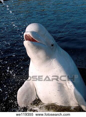 Beluga, White whale Delphinapterus leucas, White Sea, Karelia, north Russia, Arctic View Large Photo Image Stock Photography - Beluga, White whale Delphinapterus leucas, White Sea, Karelia, north Russia, Arctic. Fotosearch