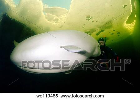 Beluga, White whale Delphinapterus leucas, White Sea, Karelia, north Russia, Arctic View Large Photo Image Stock Photography - Beluga, White whale Delphinapterus leucas, White Sea, Karelia, north Russia, Arctic. Fotosearch