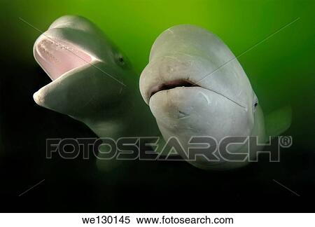 Stock Photography - Beluga, White whale (Delphinapterus leucas) Japan sea, Far East, Primorsky Krai, Russian Federation.. Fotosearch