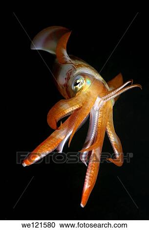 Bigfin reef squid Sepioteuthis lessoniana Red Sea, Egypt, Africa View Large Photo Image Stock Image - Bigfin reef squid Sepioteuthis lessoniana Red Sea, Egypt, Africa. Fotosearch