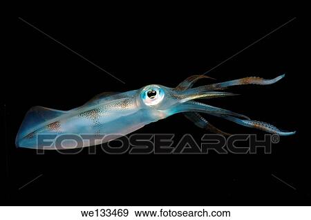 Stock Photo - Bigfin reef squid (Sepioteuthis lessoniana), Bohol Sea, Philippines, Southeast Asia.. Fotosearch