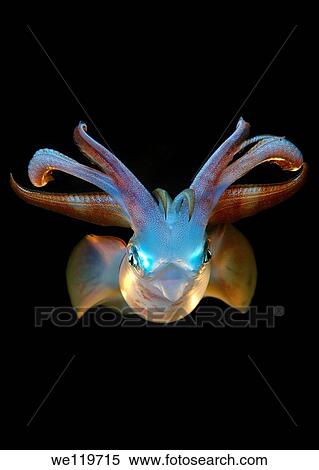 Bigfin reef squid Sepioteuthis lessoniana Red Sea, Egypt, Africa View Large Photo Image Stock Photography - Bigfin reef squid Sepioteuthis lessoniana Red Sea, Egypt, Africa. Fotosearch