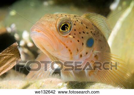 Blackspot ronquil (Bathymaster derjugini Lindberg) Sea of Japan, Far East, Primorsky Krai, Russian Federation. View Large Photo Image Stock Image - Blackspot ronquil (Bathymaster derjugini Lindberg) Sea of Japan, Far East, Primorsky Krai, Russian Federation.. Fotosearch
