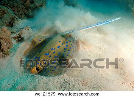 Blue spotted stingray Taeniura lymma, Red Sea, Egypt, Africa View Large Photo Image Stock Photo - Blue spotted stingray Taeniura lymma, Red Sea, Egypt, Africa. Fotosearch