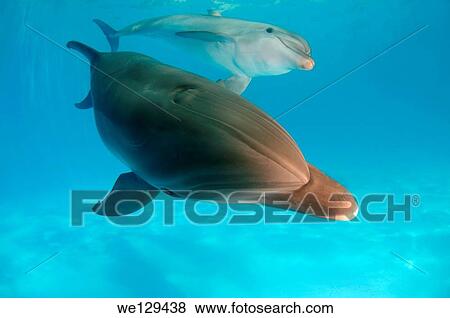 Bottlenose dolphin (Tursiops truncatus), Dolphinarium, Odessa, Odessa Oblast, Ukraine, Europe. View Large Photo Image Stock Photo - Bottlenose dolphin (Tursiops truncatus), Dolphinarium, Odessa, Odessa Oblast, Ukraine, Europe.. Fotosearch
