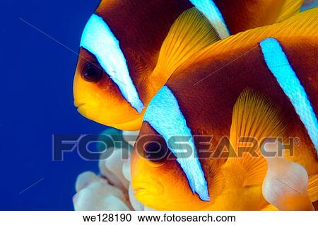 Clownfish or Twoband Anemonefish (Amphiprion bicinctus). Red sea, Egypt, Africa. View Large Photo Image Stock Image - Clownfish or Twoband Anemonefish (Amphiprion bicinctus). Red sea, Egypt, Africa.. Fotosearch