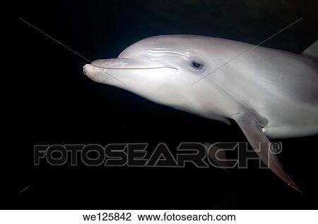 common bottlenose dolphin (Tursiops truncatus) Delphinarium, Odessa, Ukraine. View Large Photo Image Stock Image - common bottlenose dolphin (Tursiops truncatus) Delphinarium, Odessa, Ukraine.. Fotosearch