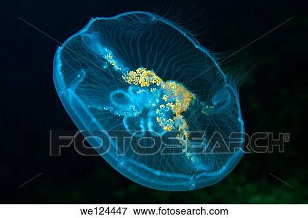 Common jellyfish (Aurelia aurita), Odessa, Black Sea, Ukraine, Eastern Europe. View Large Photo Image Stock Photo - Common jellyfish (Aurelia aurita), Odessa, Black Sea, Ukraine, Eastern Europe.. Fotosearch