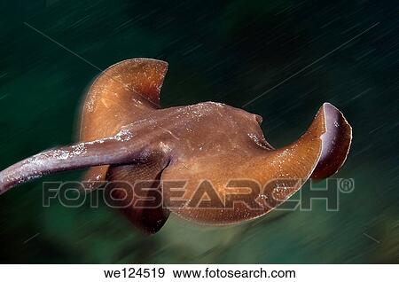 common stingray (Dasyatis pastinaca) Black Sea, Crimea, Ukraine, Eastern Europe. View Large Photo Image Stock Photo - common stingray (Dasyatis pastinaca) Black Sea, Crimea, Ukraine, Eastern Europe.. Fotosearch