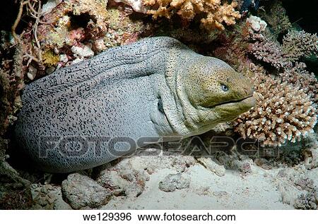 Giant moray (Gymnothorax javanicus) Red Sea, Egypt, Africa. View Large Photo Image Stock Photograph - Giant moray (Gymnothorax javanicus) Red Sea, Egypt, Africa.. Fotosearch