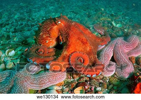 Giant Pacific octopus or North Pacific giant octopus, (Enteroctopus dofleini). Japan sea, Far East, Primorsky Krai, Russia. View Large Photo Image Picture - Giant Pacific octopus or North Pacific giant octopus, (Enteroctopus dofleini). Japan sea, Far East, Primorsky Krai, Russia.. Fotosearch