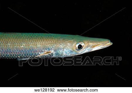 great barracuda or giant barracuda (Sphyraena barracuda) Red sea, Egypt, Africa. View Large Photo Image Stock Image - great barracuda or giant barracuda (Sphyraena barracuda) Red sea, Egypt, Africa.. Fotosearch