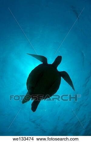 green sea turtle, green turtle, black sea turtle, or Pacific green turtle (Chelonia mydas) Bohol Sea, Philippines, Southeast Asia. View Large Photo Image Picture - green sea turtle, green turtle, black sea turtle, or Pacific green turtle (Chelonia mydas) Bohol Sea, Philippines, Southeast Asia.. Fotosearch