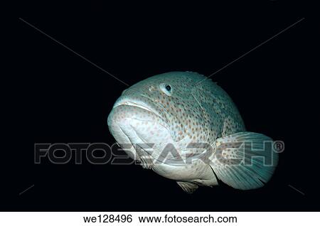 Malabar grouper or Greasy grouper (Epinephelus malabaricus) Red sea, Egypt. View Large Photo Image Stock Photograph - Malabar grouper or Greasy grouper (Epinephelus malabaricus) Red sea, Egypt.. Fotosearch