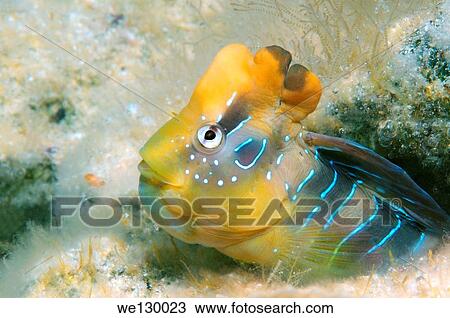 Male Blennius pavo (Salaria pavo), Black Sea, Crimea, Russia. View Large Photo Image Stock Image - Male Blennius pavo (Salaria pavo), Black Sea, Crimea, Russia.. Fotosearch