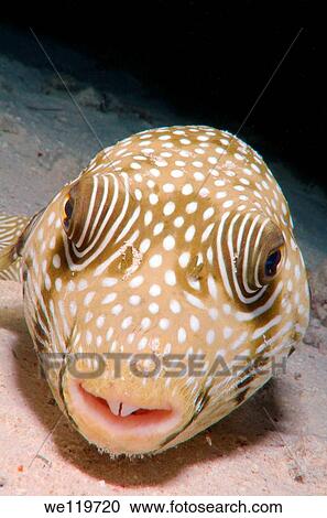 Mbu puffer, giant puffer, or giant freshwater puffer Tetraodon mbu Red Sea, Egypt, Africa View Large Photo Image Stock Image - Mbu puffer, giant puffer, or giant freshwater puffer Tetraodon mbu Red Sea, Egypt, Africa. Fotosearch