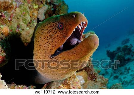 Mediterranean moray Muraena helena Red sea, Egypt View Large Photo Image Stock Image - Mediterranean moray Muraena helena Red sea, Egypt. Fotosearch