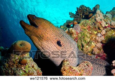 Mediterranean moray Muraena helena Red sea, Egypt View Large Photo Image Stock Photograph - Mediterranean moray Muraena helena Red sea, Egypt. Fotosearch