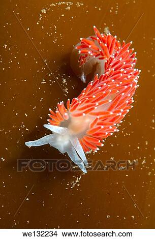 Nudibranch or Sea Slug ( Flabellina verrucosa ) Sea of Japan, Rudnaya Pristan, Far East, Primorsky Krai, Russia. View Large Photo Image Picture - Nudibranch or Sea Slug ( Flabellina verrucosa ) Sea of Japan, Rudnaya Pristan, Far East, Primorsky Krai, Russia.. Fotosearch