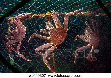 Red King Crab Paralithodes camtschaticus, Arctic, Russia, Barents sea View Large Photo Image Stock Photo - Red King Crab Paralithodes camtschaticus, Arctic, Russia, Barents sea. Fotosearch