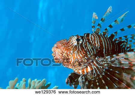 Red lionfish (Pterois volitans) Red Sea, Egypt, Africa. View Large Photo Image Stock Photograph - Red lionfish (Pterois volitans) Red Sea, Egypt, Africa.. Fotosearch