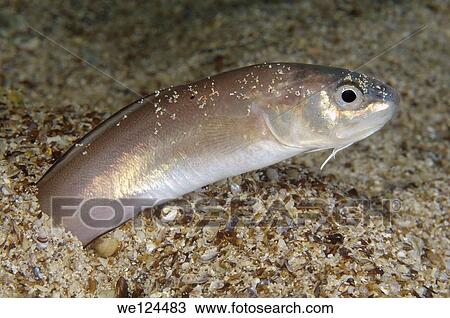 Stock Image - Roche’s snake blenny (Ophidion rochei) Black Sea, Crimea, Ukraine, Eastern Europe.. Fotosearch