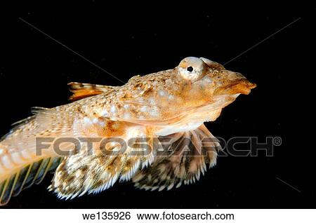 Sailfin dragonet (Callionymus pusillus) female. Black sea, Crimea, Ukraine, Eastern Europe. View Large Photo Image Stock Photograph - Sailfin dragonet (Callionymus pusillus) female. Black sea, Crimea, Ukraine, Eastern Europe.. Fotosearch