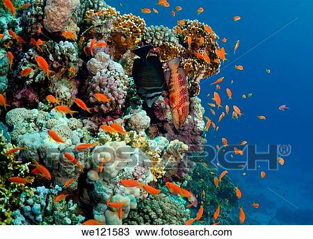 Sea goldie, Jevel fairy basslet Pseudanthias squamipinnis, swarm, Red Sea, Egypt, Africa View Large Photo Image Stock Image - Sea goldie, Jevel fairy basslet Pseudanthias squamipinnis, swarm, Red Sea, Egypt, Africa. Fotosearch