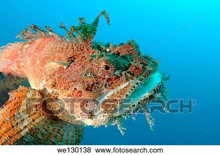 Sea Raven (Hemitripterus villosus) Japan sea, Far East, Primorsky Krai, Russian Federation. View Large Photo Image Stock Photo - Sea Raven (Hemitripterus villosus) Japan sea, Far East, Primorsky Krai, Russian Federation.. Fotosearch