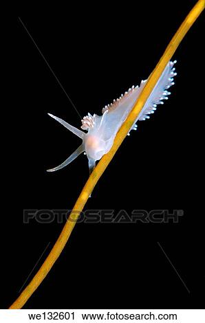 Stock Image - Sea slug or nudibranch Red-finger Aeolis (Flabellina verrucosa) White sea, Karelia, Arctic, Russian Federation.. Fotosearch