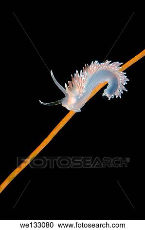 Stock Image - Sea slug or nudibranch Red-finger Aeolis (Flabellina verrucosa) White sea, Karelia, Arctic, Russian Federation.. Fotosearch