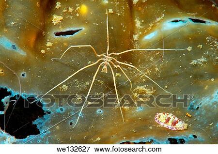 Stock Photo - Sea spider (Nymphon longitarse) White sea, Karelia, Arctic, Russian Federation.. Fotosearch