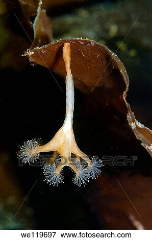 Sedentary jellyfish Lucernaria quadricornis Arctic, Russia, Kareliya, White sea View Large Photo Image Stock Photo - Sedentary jellyfish Lucernaria quadricornis Arctic, Russia, Kareliya, White sea. Fotosearch