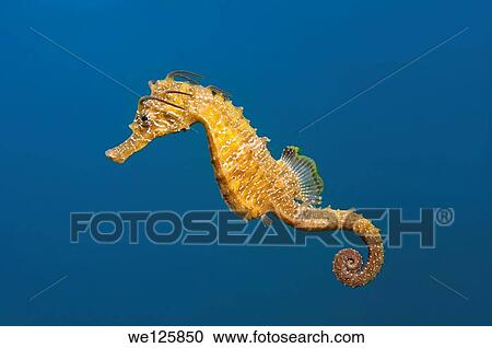 Short-snouted seahorse (Hippocampus hippocampus) Black sea, Crimea, Ukraine, Eastern Europe. View Large Photo Image Stock Image - Short-snouted seahorse (Hippocampus hippocampus) Black sea, Crimea, Ukraine, Eastern Europe.. Fotosearch