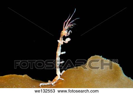 Skeleton shrimp or ghost shrimps (Caprella linearis) White sea, Karelia, Arctic, Russian Federation. View Large Photo Image Stock Image - Skeleton shrimp or ghost shrimps (Caprella linearis) White sea, Karelia, Arctic, Russian Federation.. Fotosearch
