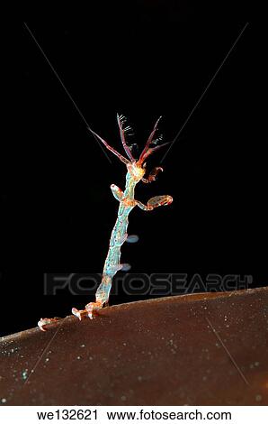 Skeleton shrimp or ghost shrimps (Caprella linearis) White sea, Karelia, Arctic, Russian Federation. View Large Photo Image Stock Image - Skeleton shrimp or ghost shrimps (Caprella linearis) White sea, Karelia, Arctic, Russian Federation.. Fotosearch
