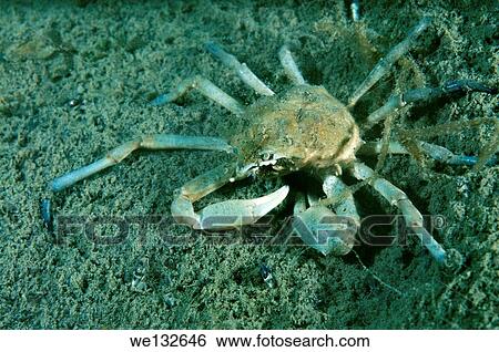 Stock Photograph - spider crab (Pugettia quadridens) Sea of Japan, Rudnaya Pristan, Far East, Primorsky Krai, Russia.. Fotosearch