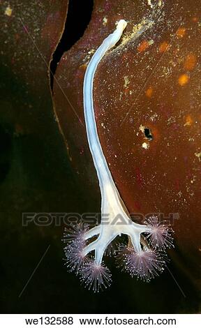 Stock Photo - Stalked jellyfish (Lucernaria quadricornis) White sea, Karelia, Arctic, Russian Federation.. Fotosearch