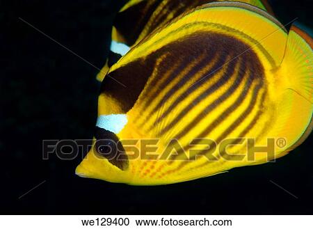 Striped fish butterfly, butterflyfish (Chaetodon fasciatus), Red Sea, Egypt, Africa. View Large Photo Image Stock Image - Striped fish butterfly, butterflyfish (Chaetodon fasciatus), Red Sea, Egypt, Africa.. Fotosearch