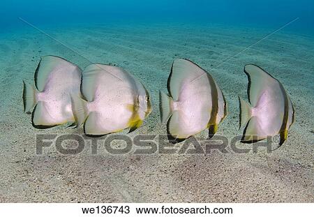 teira batfish or longfin batfish (Platax teira) on the sandy bottom, Red sea, Marsa Alam, Abu Dabab, Egypt. View Large Photo Image Stock Image - teira batfish or longfin batfish (Platax teira) on the sandy bottom, Red sea, Marsa Alam, Abu Dabab, Egypt.. Fotosearch