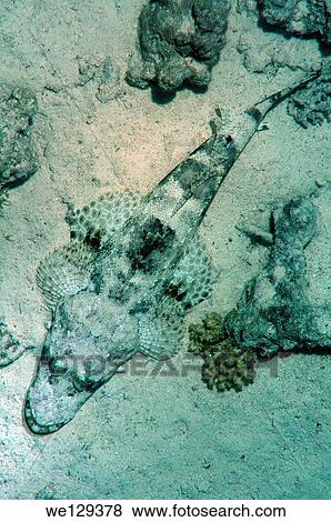 Tentacled flathead or Crocodilefish (Papilloculiceps longiceps). View Large Photo Image Stock Photo - Tentacled flathead or Crocodilefish (Papilloculiceps longiceps).. Fotosearch
