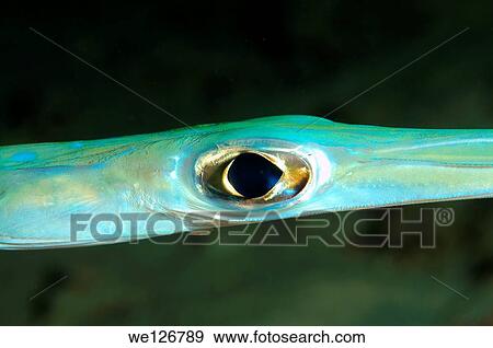 Trumpetfish (Aulostomus chinensis) Red Sea, Egypt, Africa. View Large Photo Image Stock Photo - Trumpetfish (Aulostomus chinensis) Red Sea, Egypt, Africa.. Fotosearch