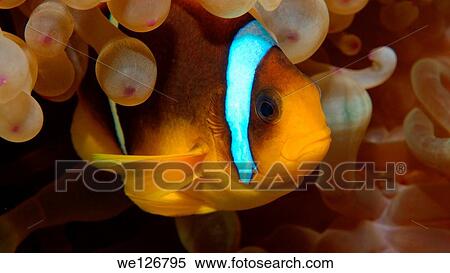 Two-banded clownfish, Anemonefish (Amphiprion bicinctus), Red Sea, Egypt, Africa. View Large Photo Image Stock Photography - Two-banded clownfish, Anemonefish (Amphiprion bicinctus), Red Sea, Egypt, Africa.. Fotosearch