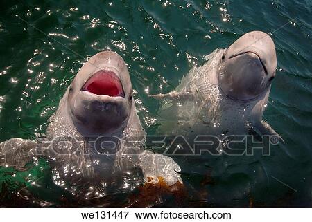 Stock Photo - Two young beluga beluga whale or white whale (Delphinapterus leucas) Sea of Japan, Far East, Primorye, Primorsky Krai, Russia.. Fotosearch